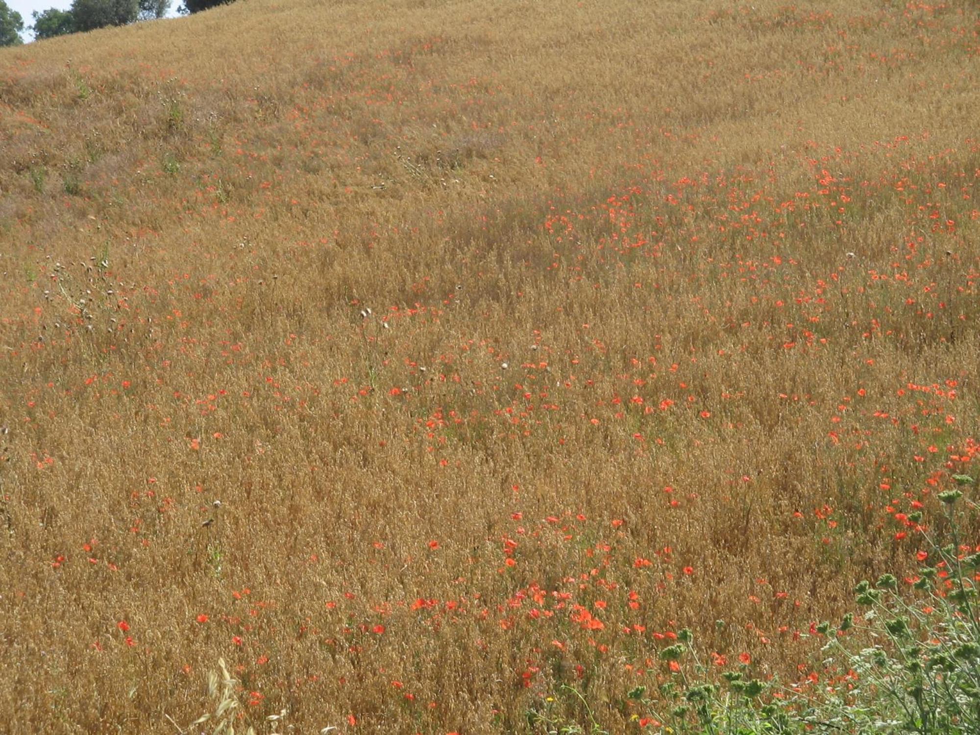 Cavallin Del Bufalo Manciano