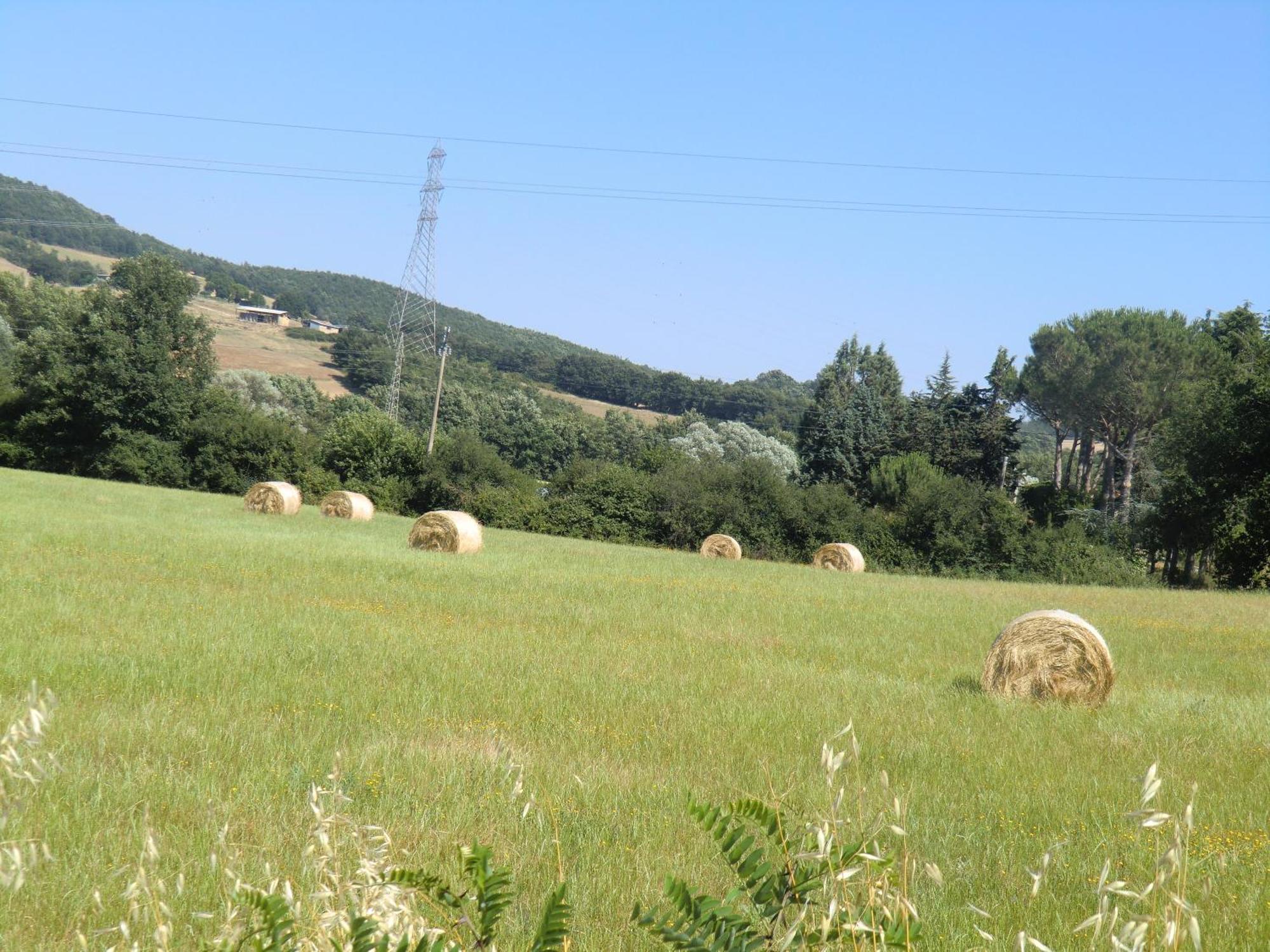 Cavallin Del Bufalo Manciano